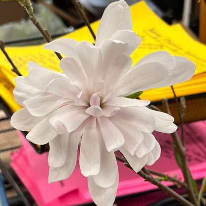 Centennial Blush Magnolia Tree