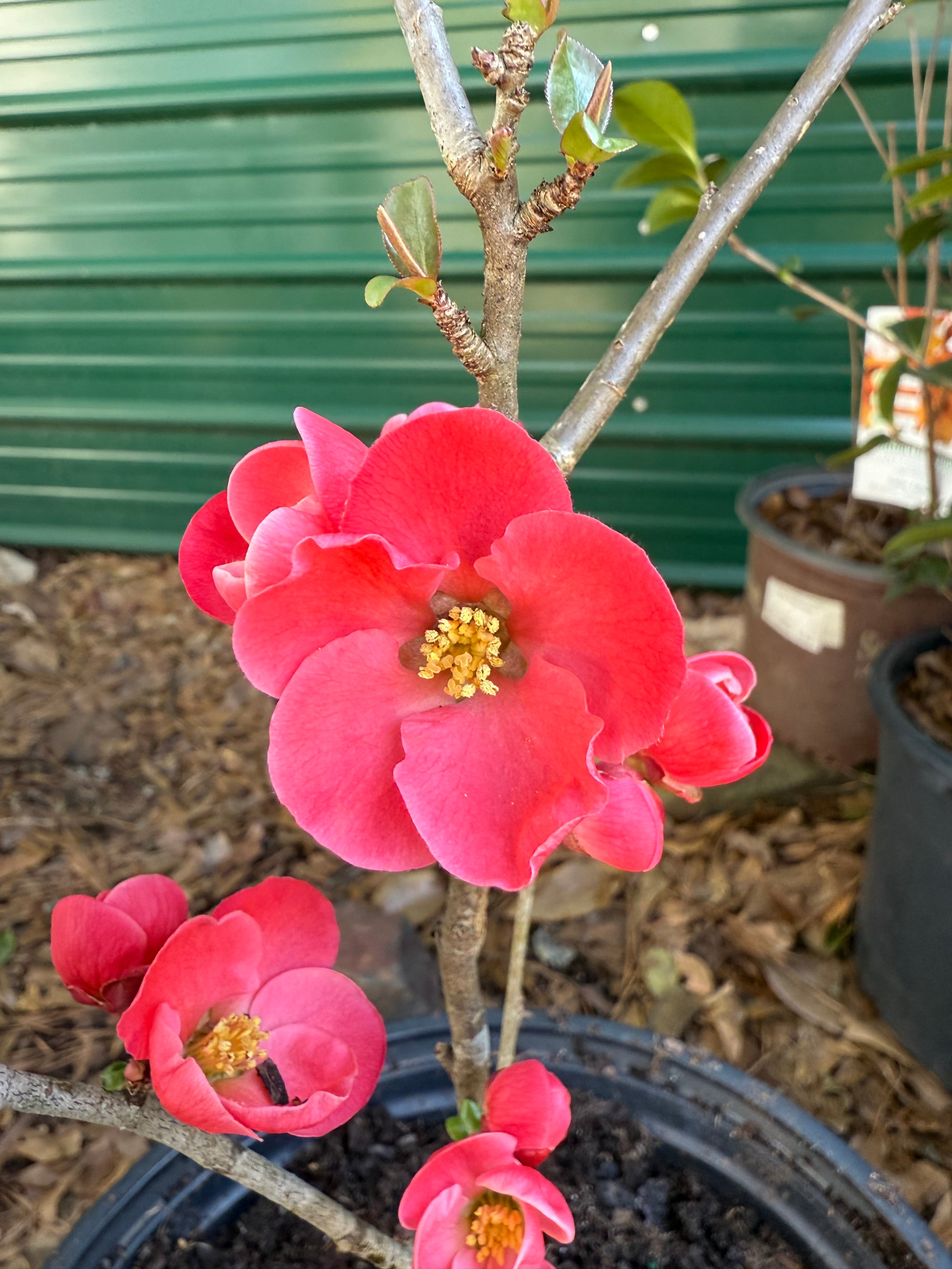 Spitfire Flowering Quince