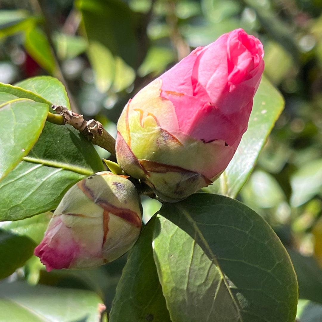 Camellia Dr Tinsley-Elegant Shell Pink Flowers Blooms