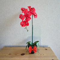 Elegant  Red Orchid in Black Ceramic Pot