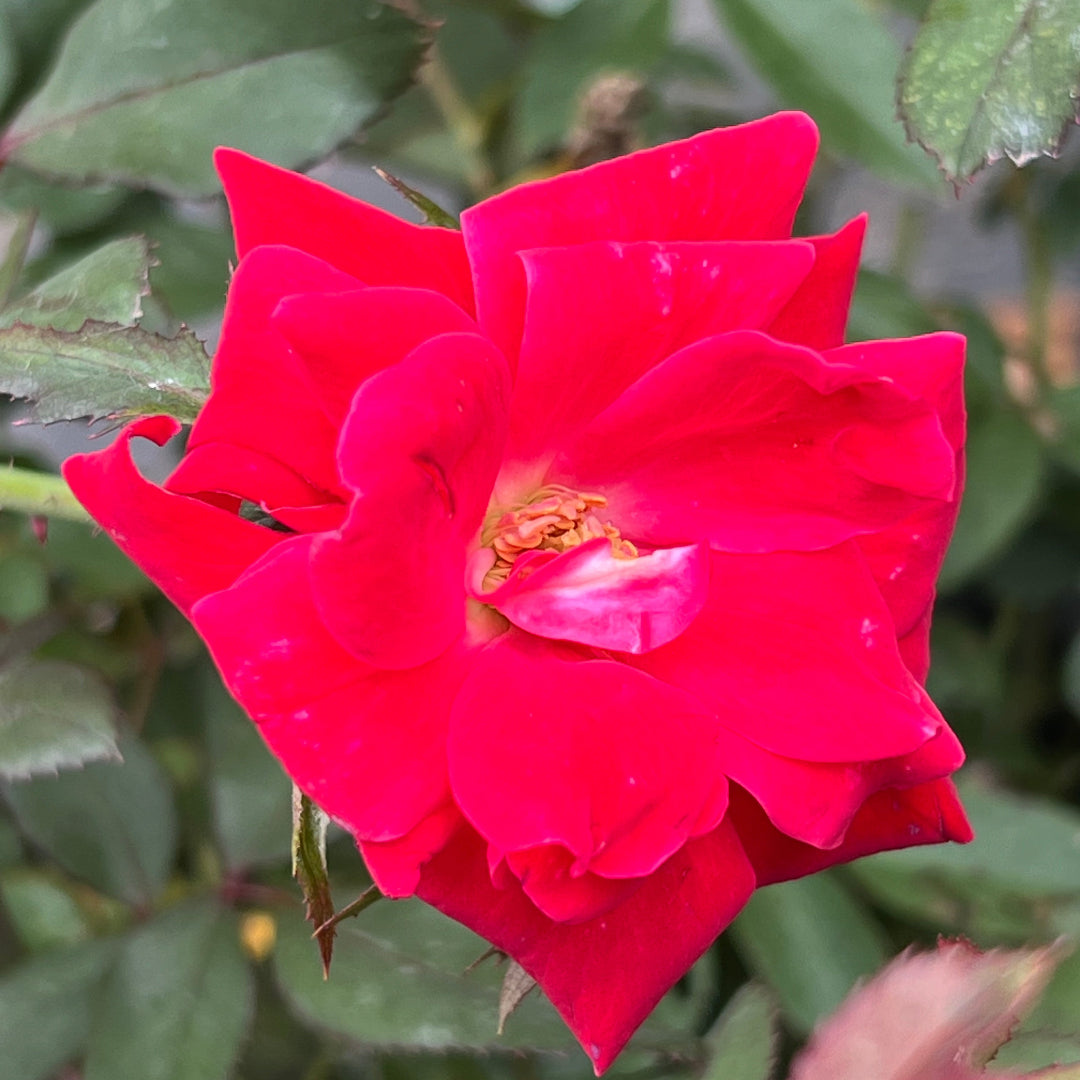 Close-up of a vibrant red rose with green leaves in the background
