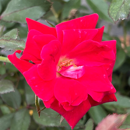 Close-up of a vibrant red rose with green leaves in the background