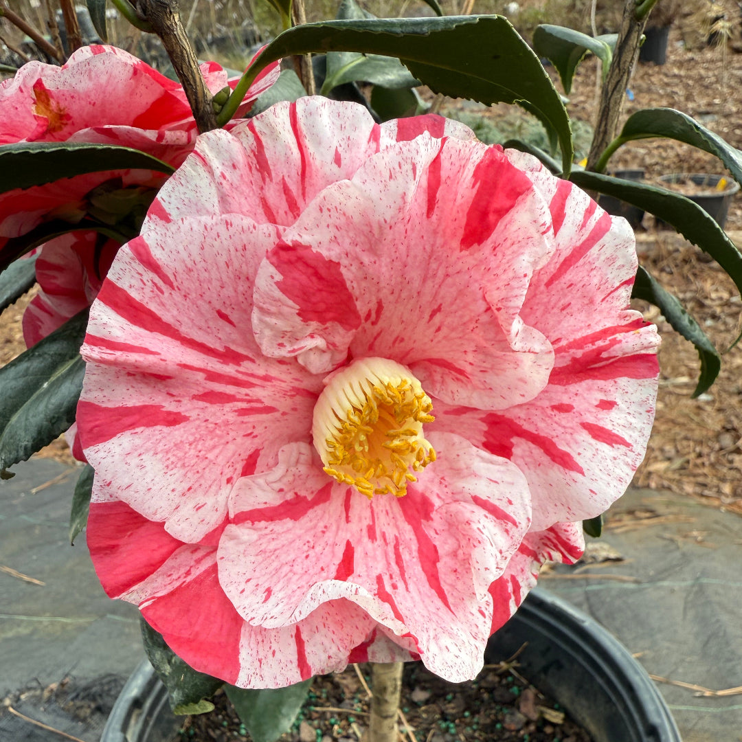 Tricolor Camellia