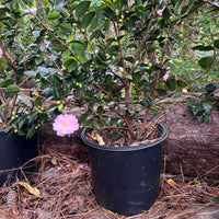Pink Snow camellia shrub evergreen foliage