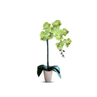 Gorgeous Artificial Orchids In White Ceramic Pot-Perfect Gift (Artificial)