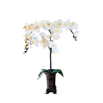 Stunning Orchids in Black Ceramic Legged Pot-Artificial (Perfect Gift)