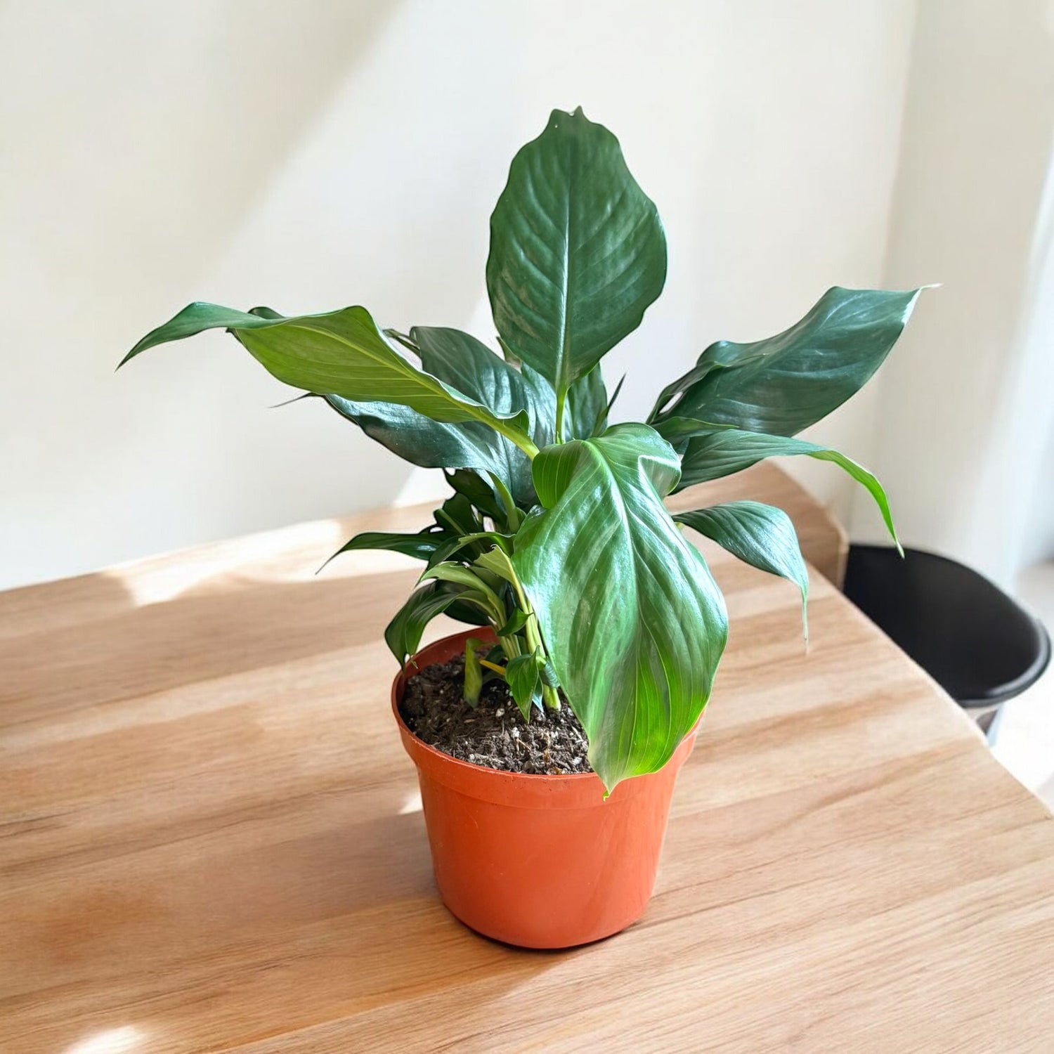peace lily online purchase Green Peace Lily - 6 Inch Pot