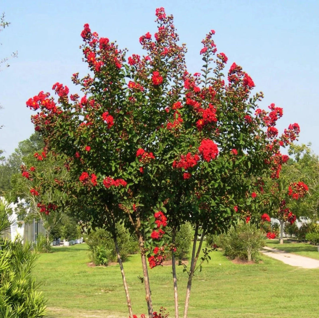 Mature Red Rocket Crape Myrtle tree showcasing tall upright growth and red blooms