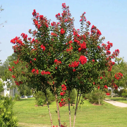 Mature Red Rocket Crape Myrtle tree showcasing tall upright growth and red blooms