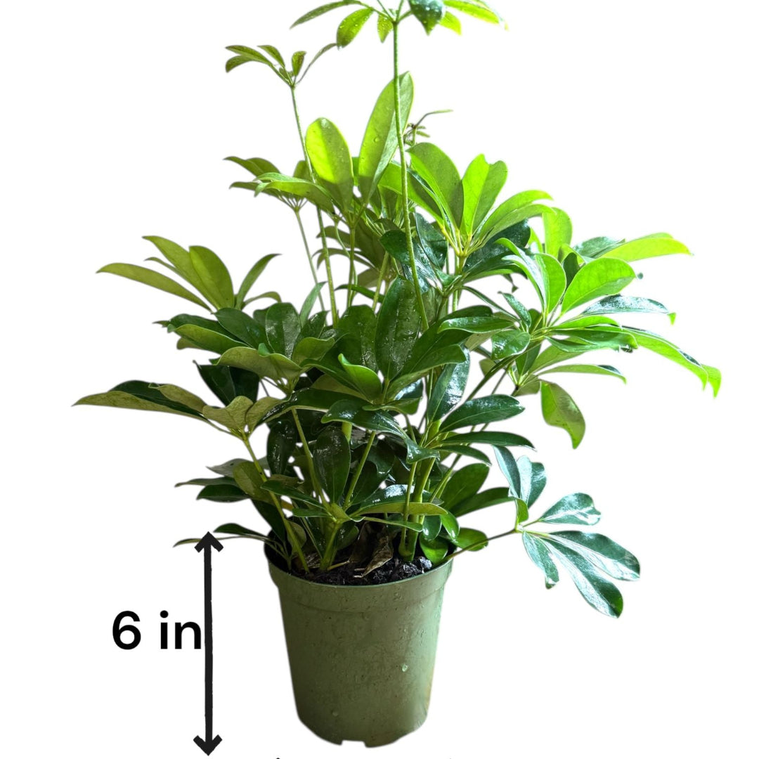 Arboricola Umbrella Plant (Live Indooor Plant)