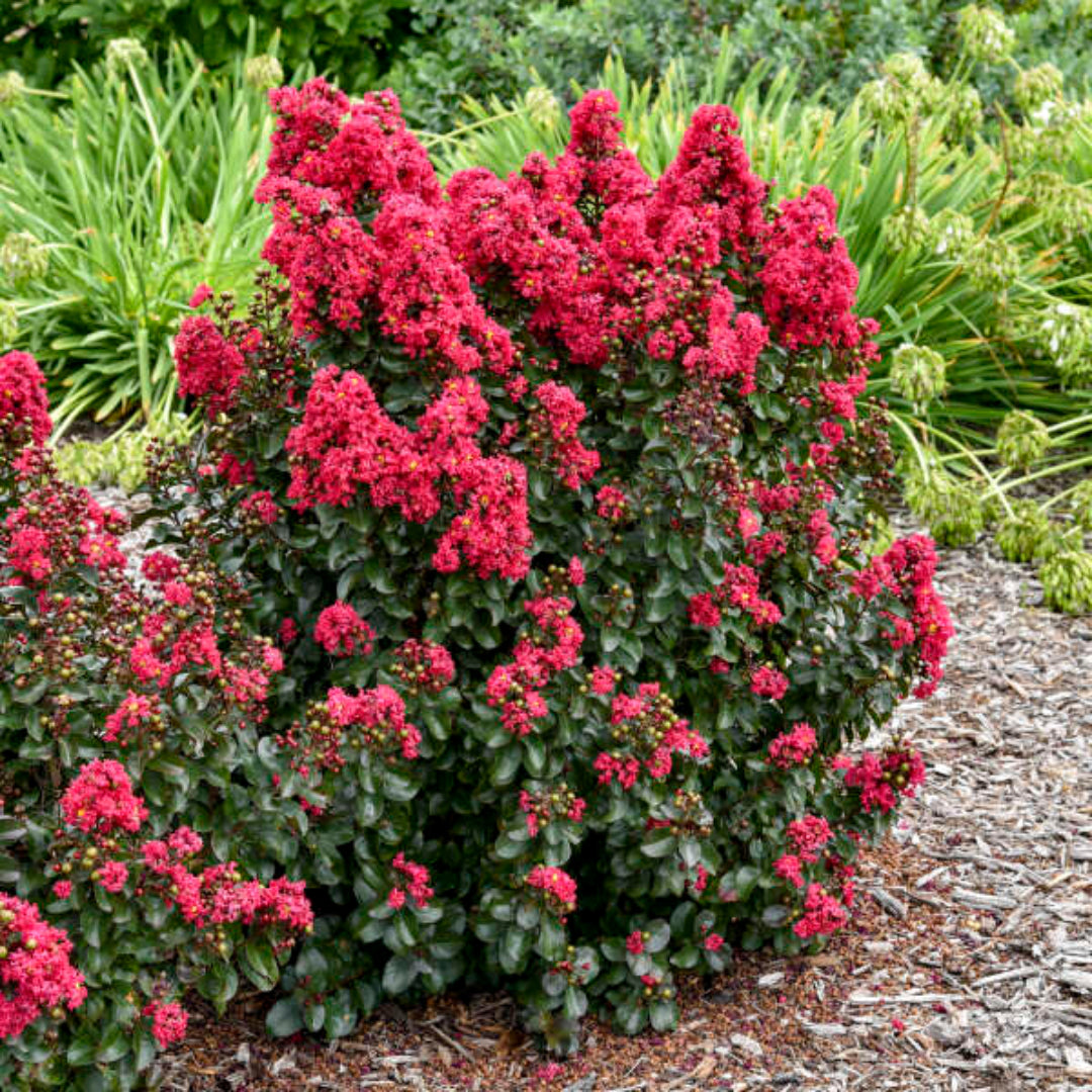 Lagerstroemia Barista 'Cherry Mocha' Dwarf Crapemyrtle - [EG]