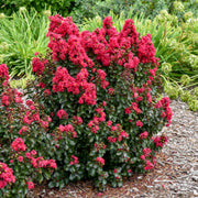 Lagerstroemia Barista 'Cherry Mocha' Dwarf Crapemyrtle - [EG]