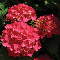 Colorful shrubbery Red Sensation Hydrangea for bordersss