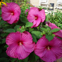 Hibiscus 'Luna Rose'
