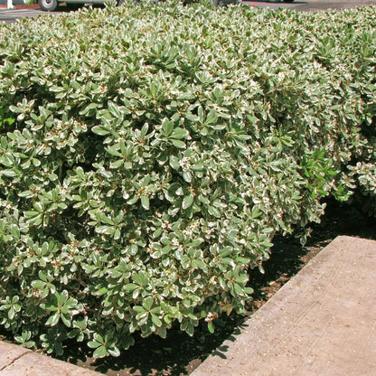 Variegated Pittosporum a.k.a. Japanese Mock Orange