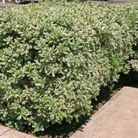Variegated Pittosporum a.k.a. Japanese Mock Orange