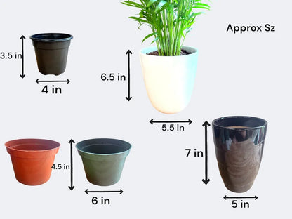 Petra Croton - Live Indoor Plant in Ceramic Pot