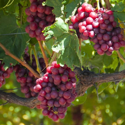 Somerset Seedless Grape Vine