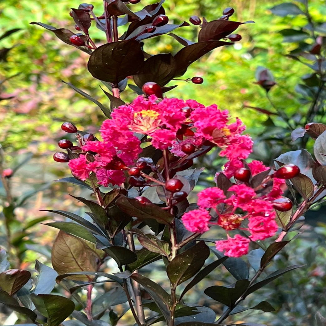 Double Dynamite Crape Myrtle