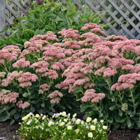 Sedum 'Autumn Joy'