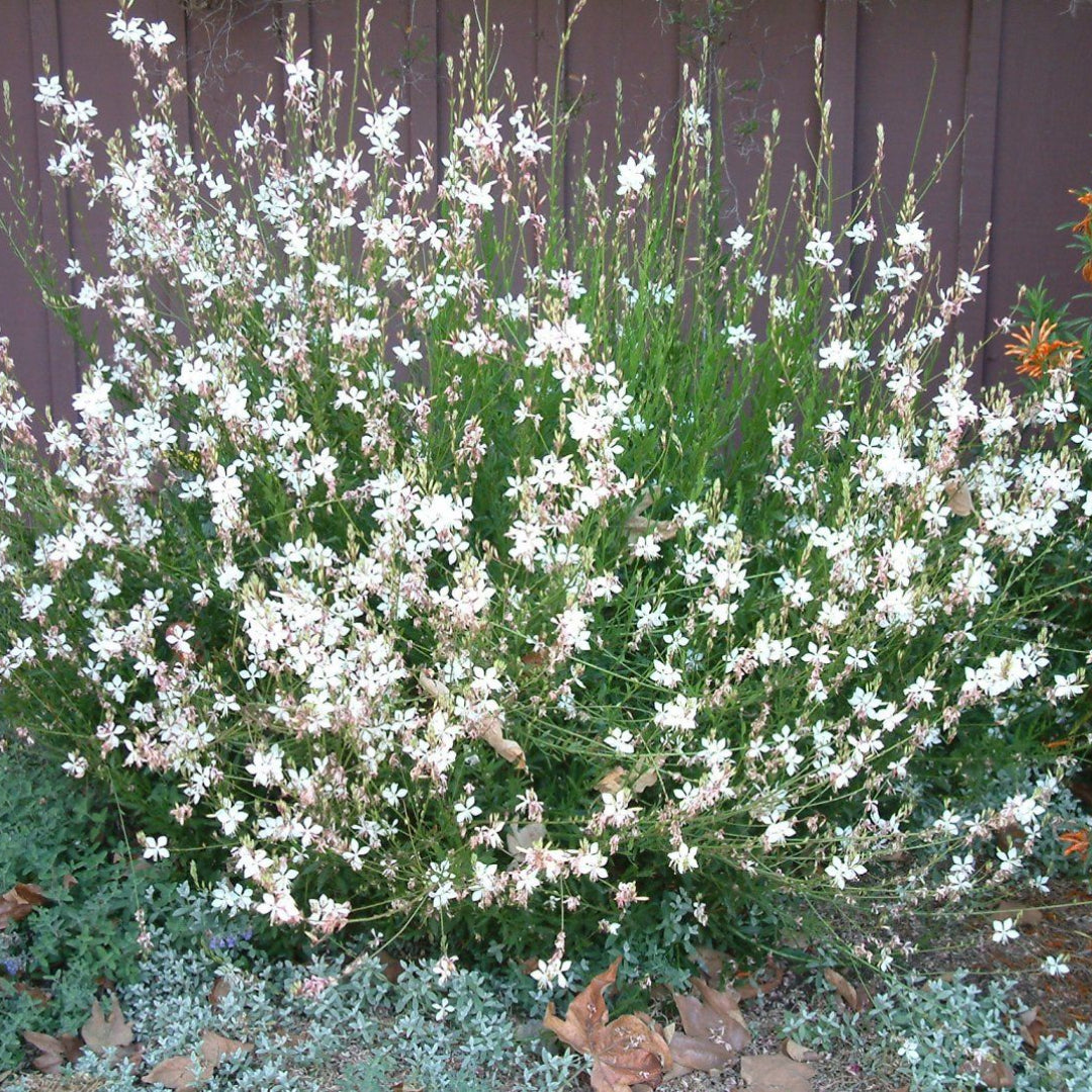 Gaura Belleza Series &