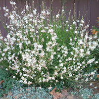 Gaura Belleza Series 'White' Butterfly Gaura