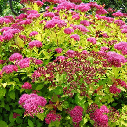 Spirea Magic Carpet