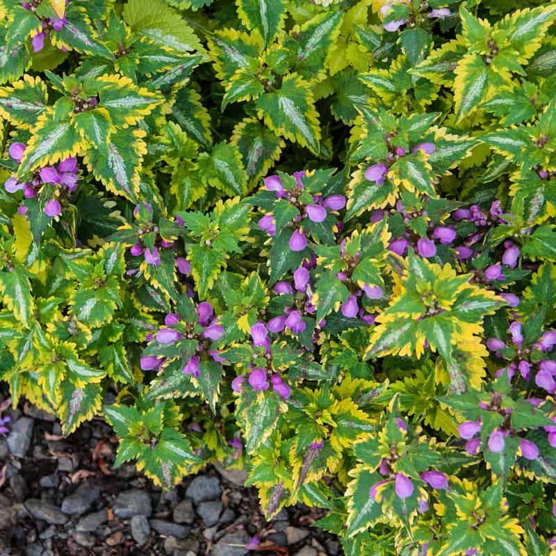 Lamium Maculatum Anne Greenaway