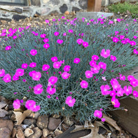 Firewitch Dianthus perennial in garden