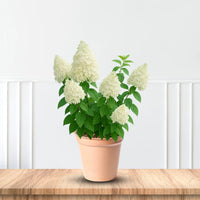 Hydrangea Baby Lace