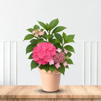 Let's Dance Lovable Hydrangea