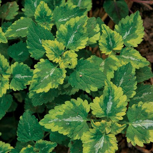 Lamium Maculatum Anne Greenaway