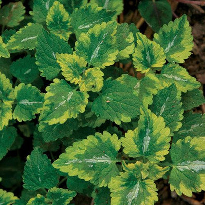 Lamium Maculatum Anne Greenaway