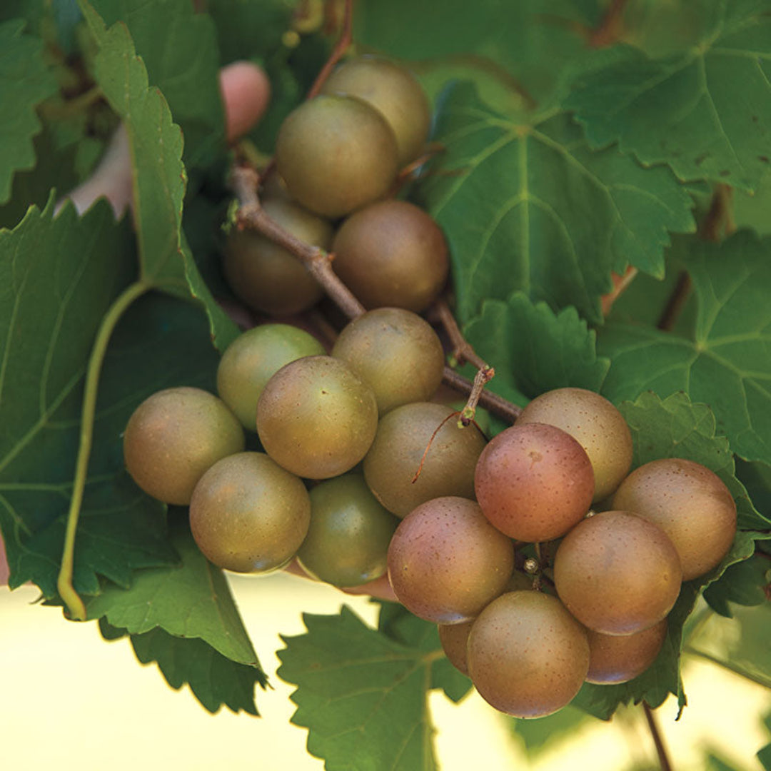 Summit Muscadine