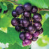Black Fry Muscadine Grape plant in pot