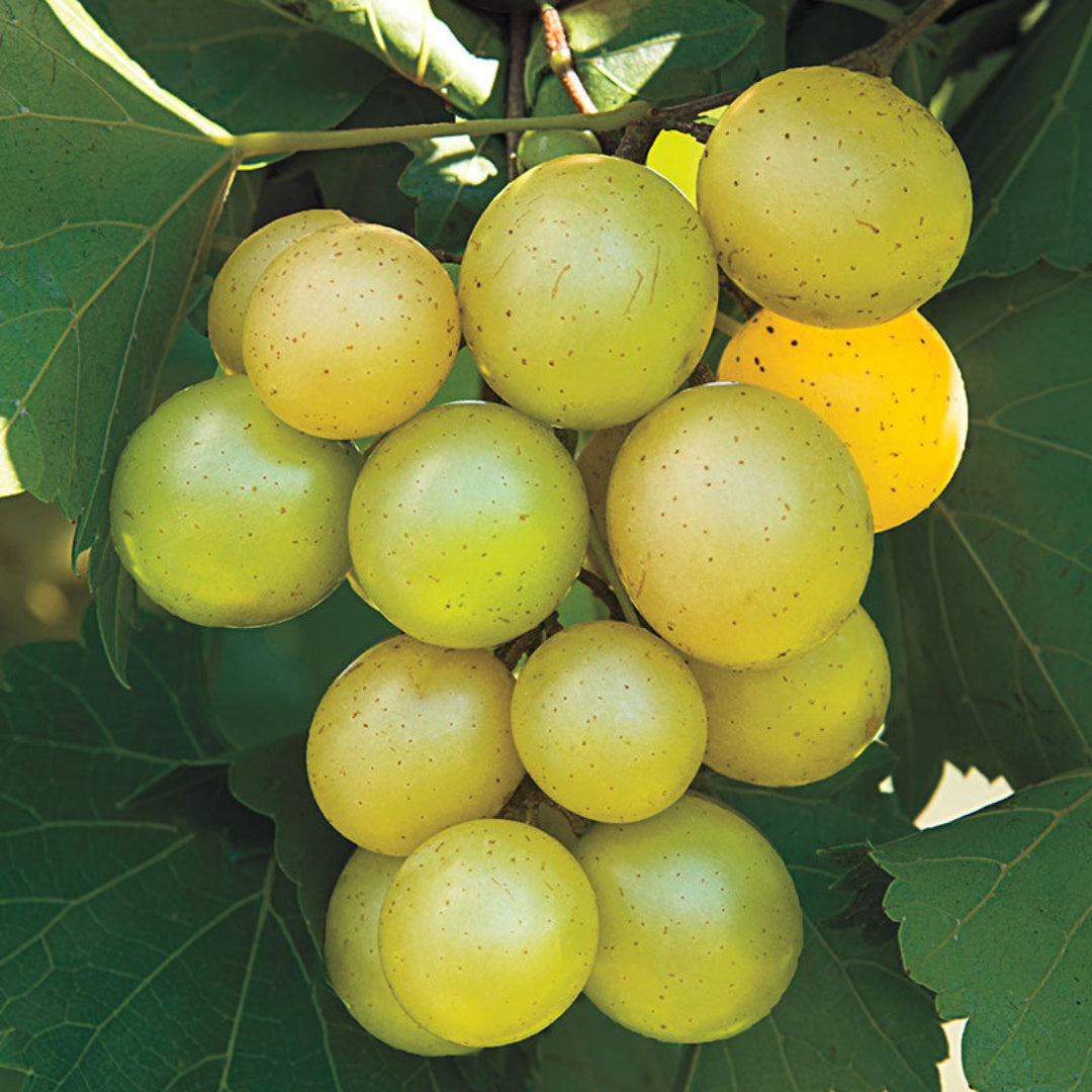 Tara Muscadine Grape Vine
