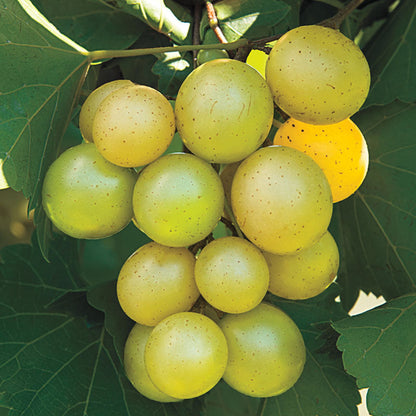 Tara Muscadine Grape Vine