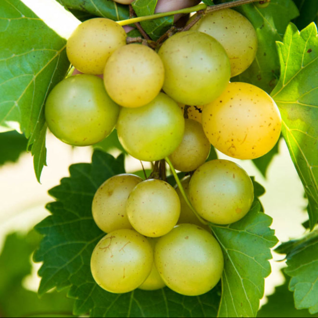 Tara Muscadine Grape Vine