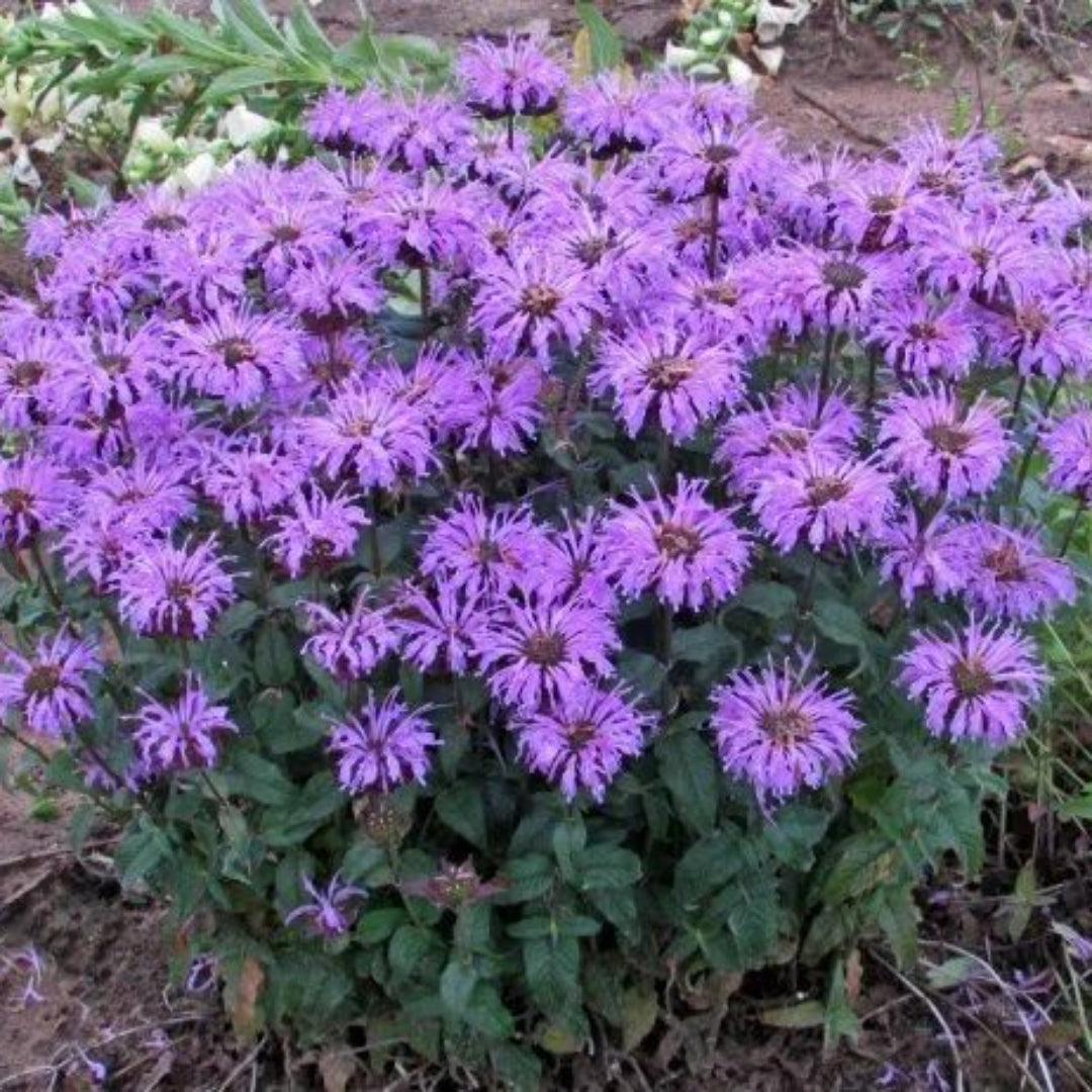 Monarda Sugar Buzz &
