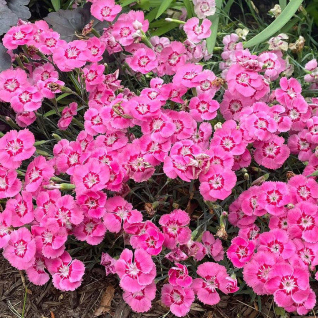 Dianthus American Pie &
