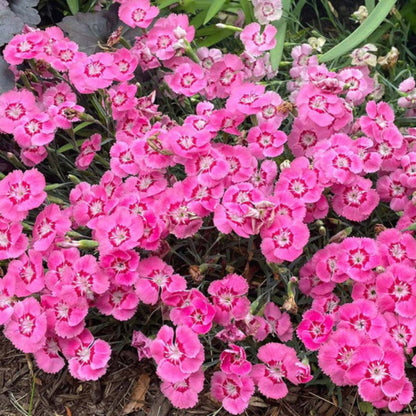 Dianthus American Pie &