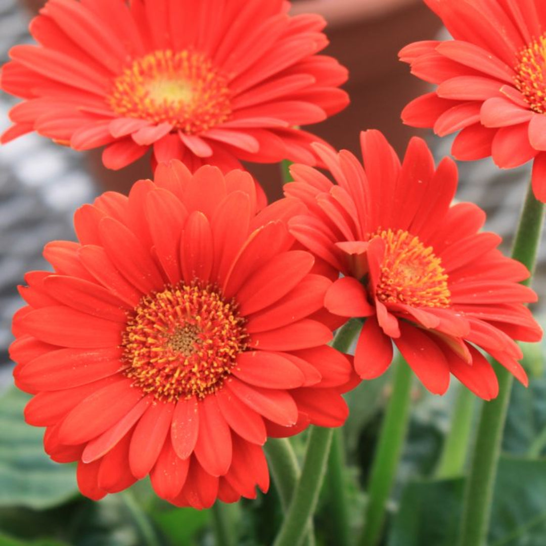 Gerbera &