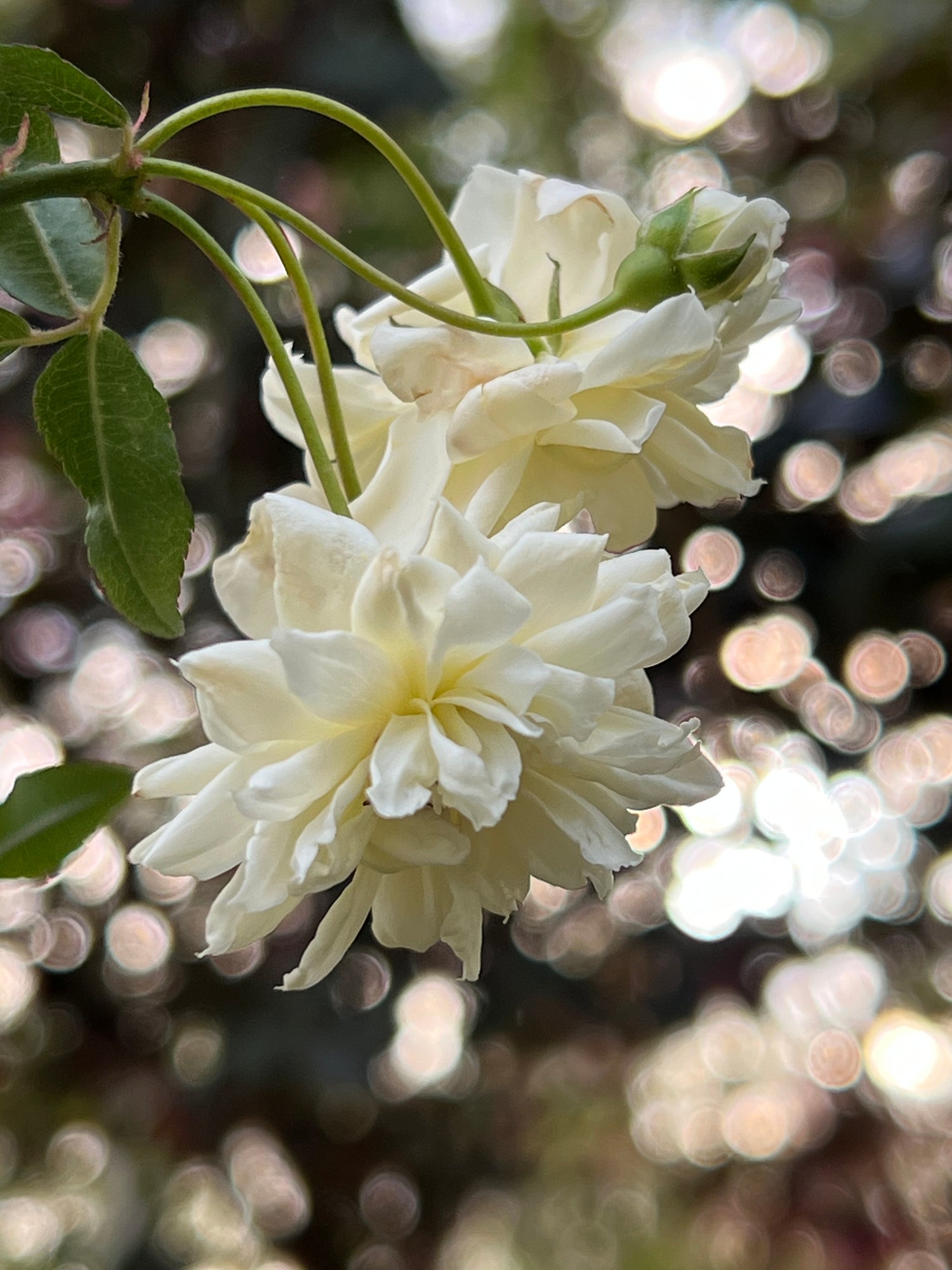 White Lady Banks Rose