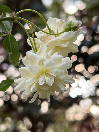 White Lady Banks Rose