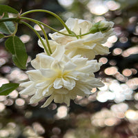 Arching branches of White Lady Banks Rose covered in soft white blossoms