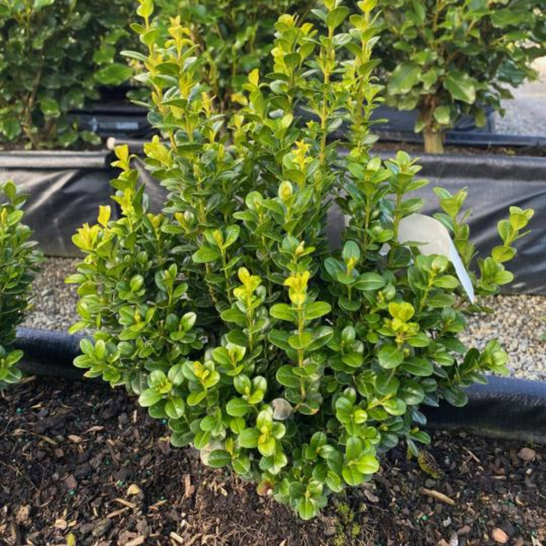 BetterBoxwood Babylon Beauty