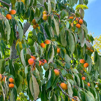 American Persimmon