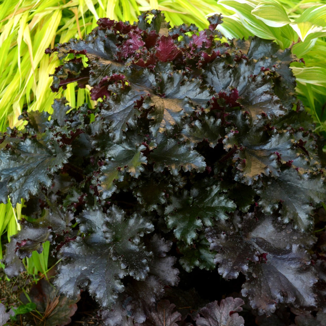 Heuchera ‘Black Taffeta’
