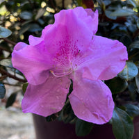 Encore Azalea Autumn Lilac