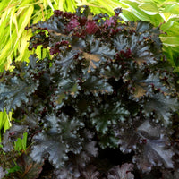 Heuchera ‘Black Taffeta’